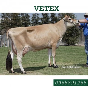 Tinh bò sữa Jersey - VERTEX